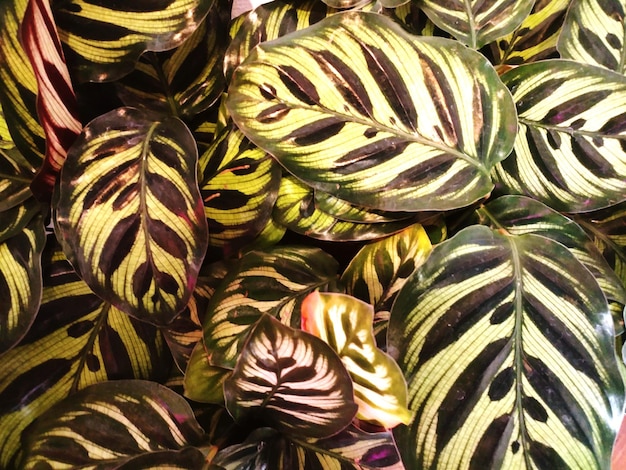 A close-up of two fabrics with different print scales: one with large, bold tropical leaves and the other with small, delicate polka dots. The photograph highlights the contrast in size and texture, illustrating the